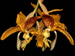 stanhopea_panamensis_WS_cd