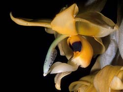 stanhopea_peruviana_GG_cd