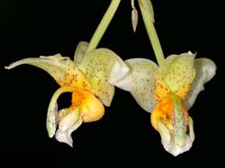 stanhopea_pseudoradiosa_ip_cd