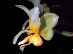 stanhopea_radiosa_GG_cd