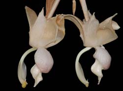 stanhopea_reichenbachiana_ip_cd
