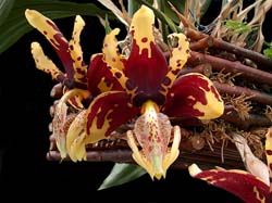 stanhopea_tigrina2_cd