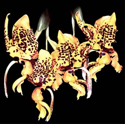 stanhopea_tigrina_cd
