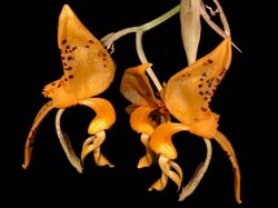 stanhopea_wardii2_cd
