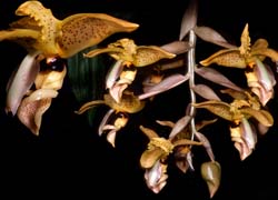 stanhopea_wardii_cd