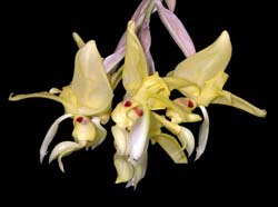 stanhopea_warszewicziana_IP_cd