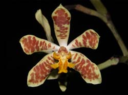 staurochilus_dawsonianus_ws_cd