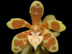staurochilus_ionosmus2_ws_cd