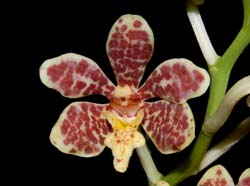 staurochilus_ionosmus_ws_cd
