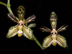 staurochilus_loheriana_cd
