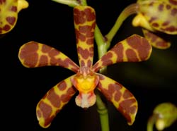 staurochilus_luzonensis_ws_cd