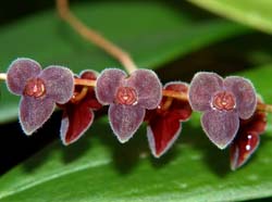 stelis