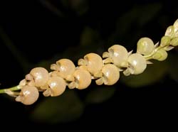 stelis_encephalata_cd