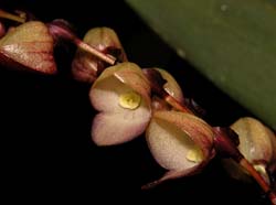 stelis_glomerosa