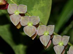 stelis_leucopogon_mh_cd
