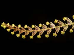 stelis_longibracteata_cd