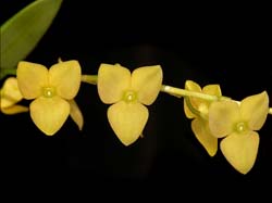 stelis_spec2_cd