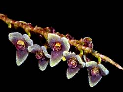 stelis_spec_2_cd