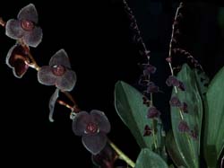 stelis_spec_cd