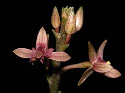 stellilabium jostii_cd