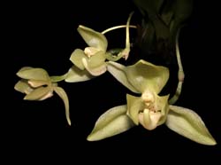 stenia_angustufolia_ws_cd