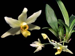 stenia_pallida_cd