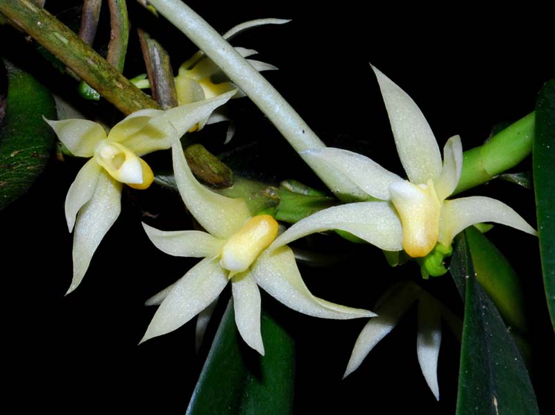 Thrixspermum_fragrans_MG_cd
