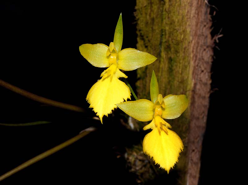 Tolumnia_calochila_MG_cd