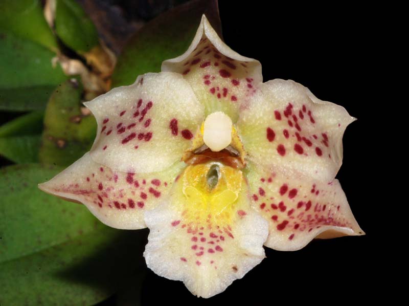 Trichocentrum_pulchrum_ws_cd