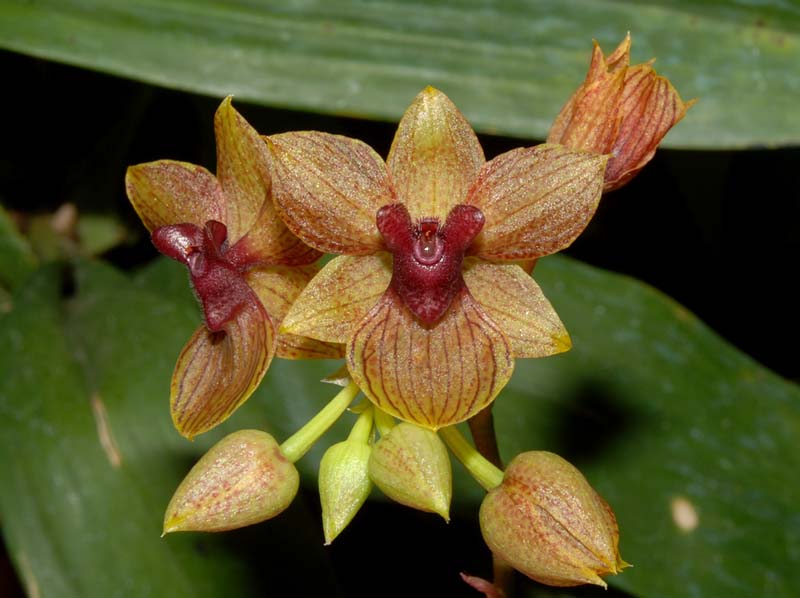 Trichoceros_onaensis_ws_cd