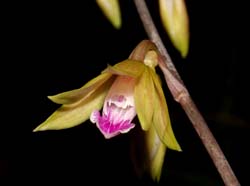 Tainia_angustifolia_ws_cd