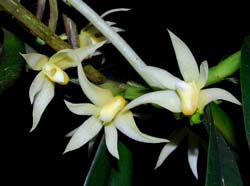 Thrixspermum_fragrans_MG_cd