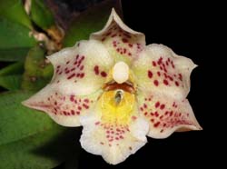 Trichocentrum_pulchrum_ws_cd