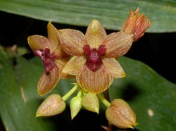 Trichoceros_onaensis_ws_cd