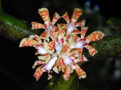 Trichoglottis_collenetteae_EH