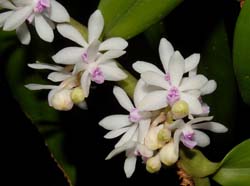Trichoglottis_rosea2_WS_cd